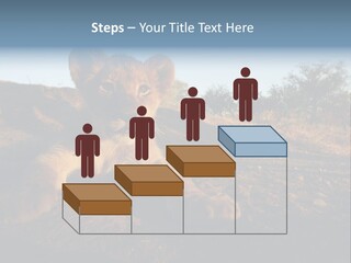 A Lion Cub Laying Down On A Dirt Road PowerPoint Template