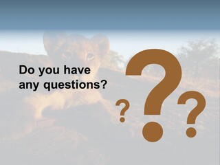 A Lion Cub Laying Down On A Dirt Road PowerPoint Template