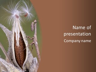 Nymph Praying Wildlife PowerPoint Template