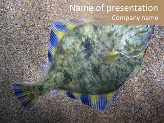A Fish On The Sand With A Name Of Presentation PowerPoint Template