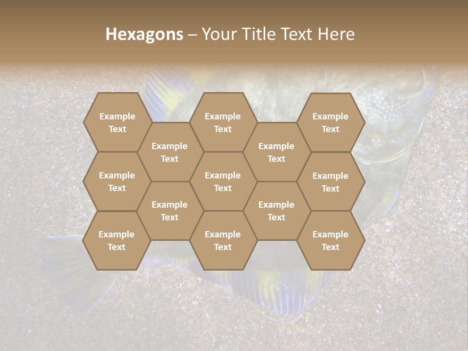 A Fish On The Sand With A Name Of Presentation PowerPoint Template