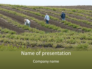 Businesses Laborers Grapes PowerPoint Template