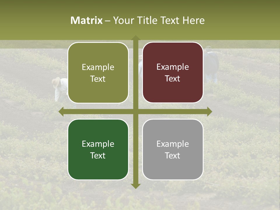 Businesses Laborers Grapes PowerPoint Template