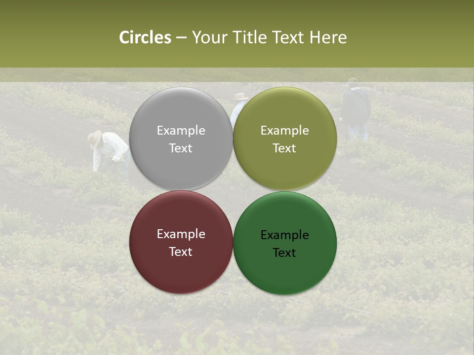 Businesses Laborers Grapes PowerPoint Template