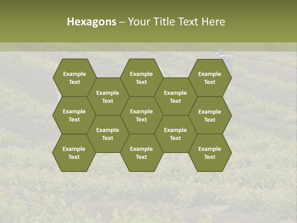 Businesses Laborers Grapes PowerPoint Template