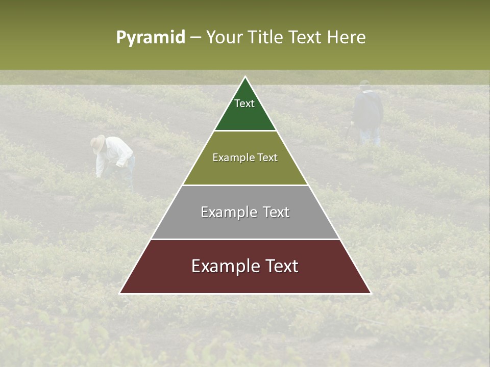 Businesses Laborers Grapes PowerPoint Template