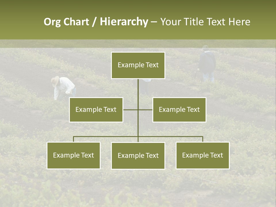 Businesses Laborers Grapes PowerPoint Template
