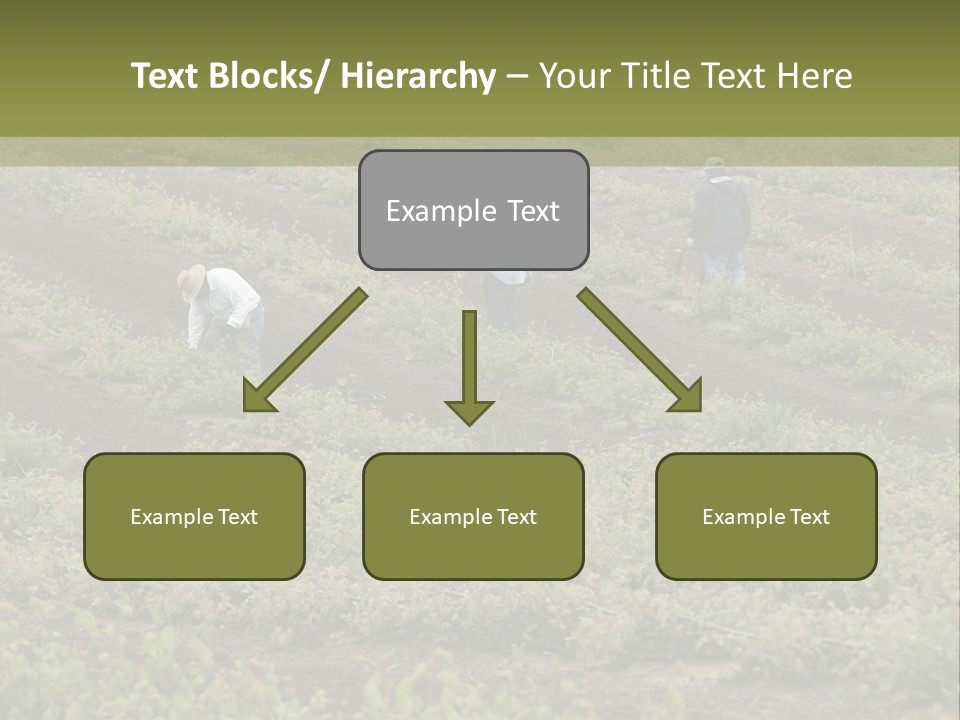 Businesses Laborers Grapes PowerPoint Template