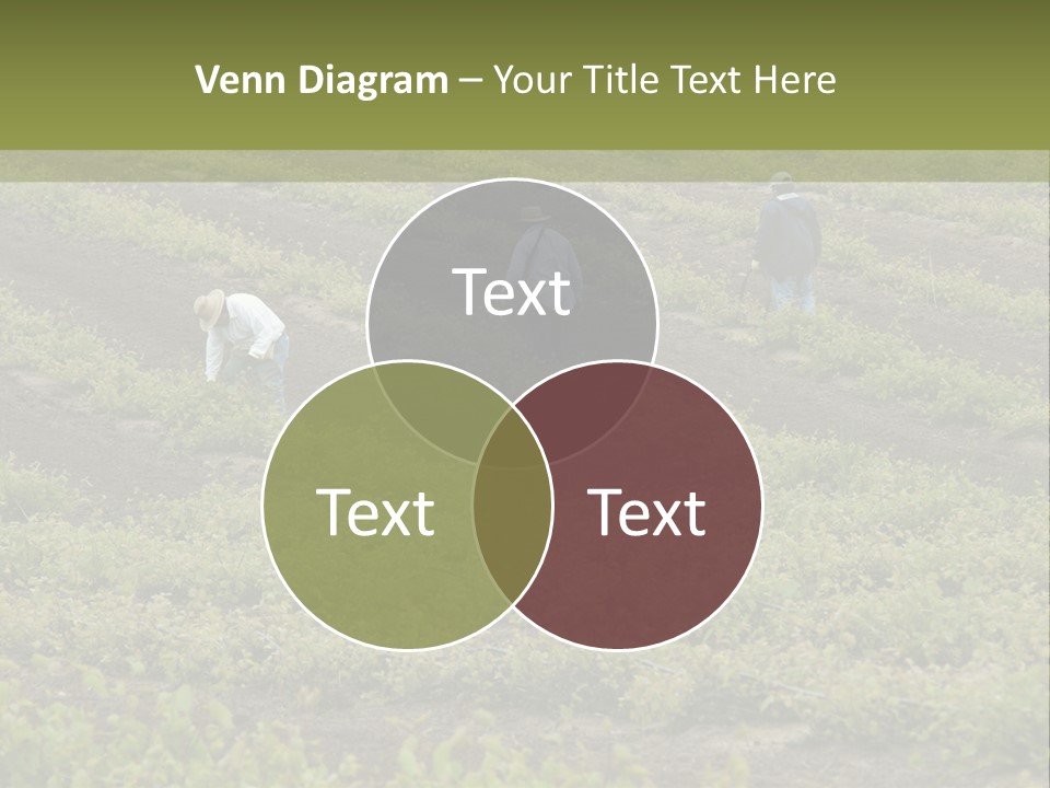 Businesses Laborers Grapes PowerPoint Template