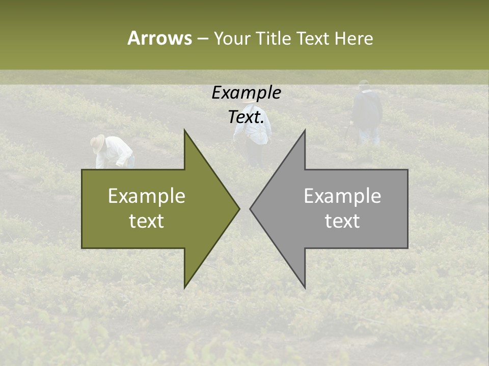 Businesses Laborers Grapes PowerPoint Template