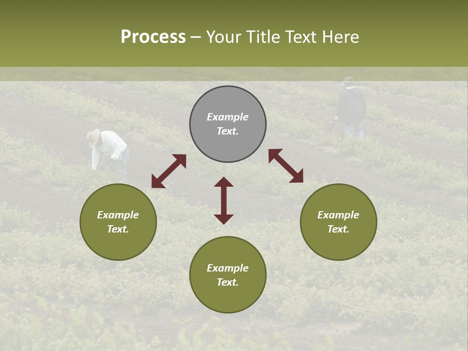 Businesses Laborers Grapes PowerPoint Template
