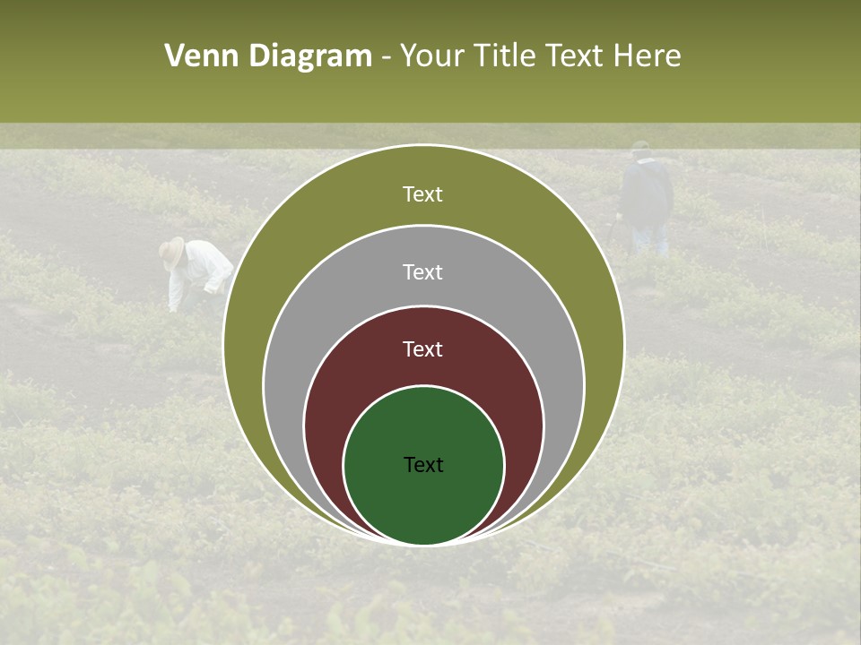Businesses Laborers Grapes PowerPoint Template
