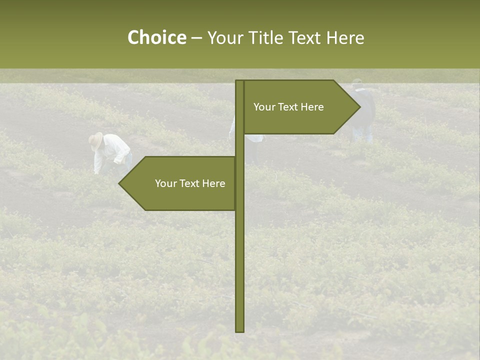 Businesses Laborers Grapes PowerPoint Template