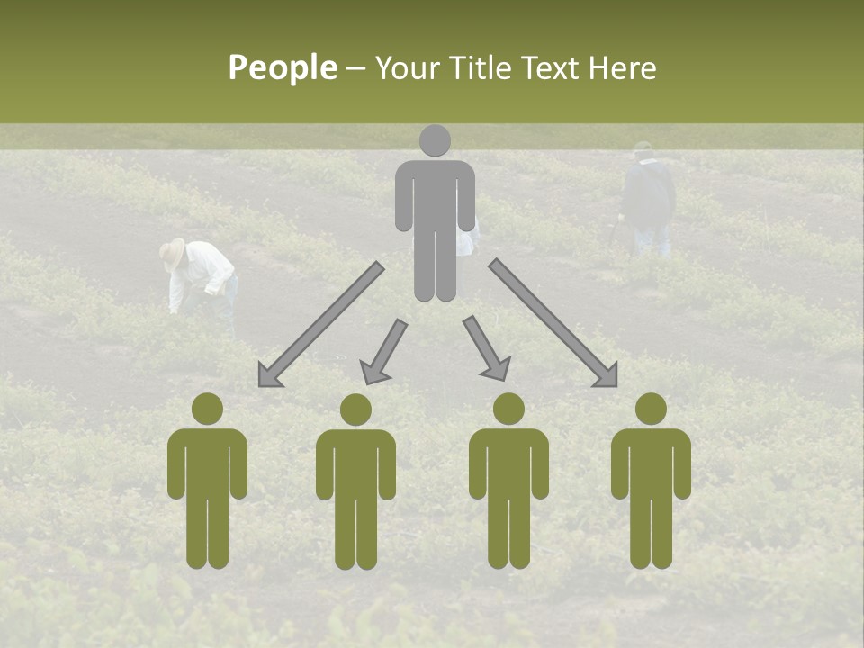 Businesses Laborers Grapes PowerPoint Template