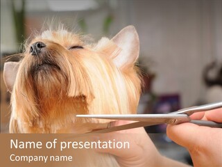 A Person Cutting A Dog's Hair With A Pair Of Scissors PowerPoint Template