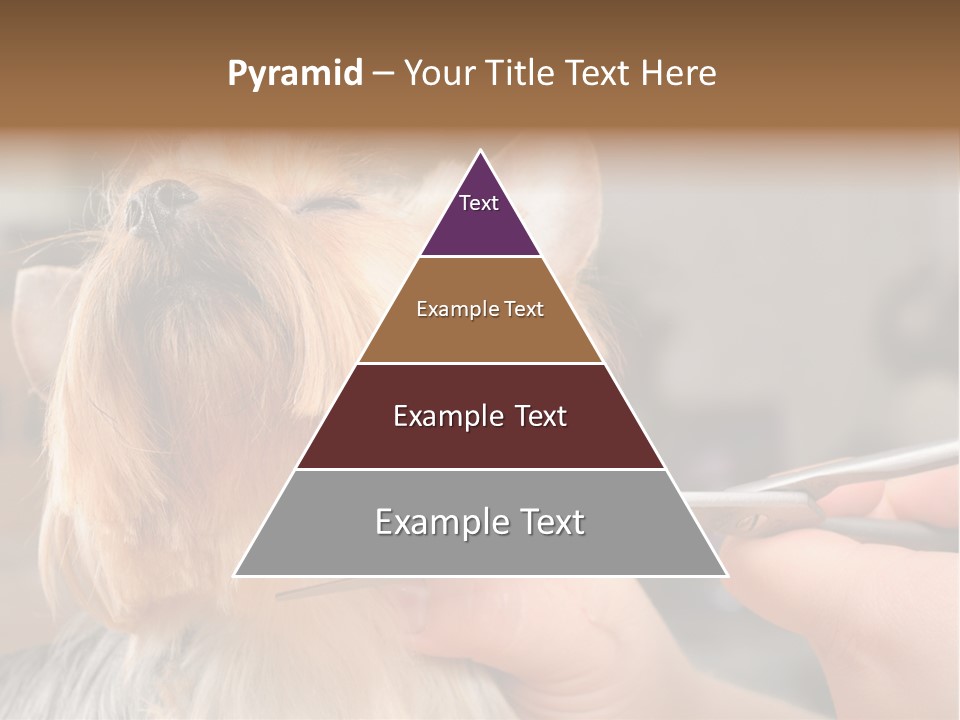 A Person Cutting A Dog's Hair With A Pair Of Scissors PowerPoint Template