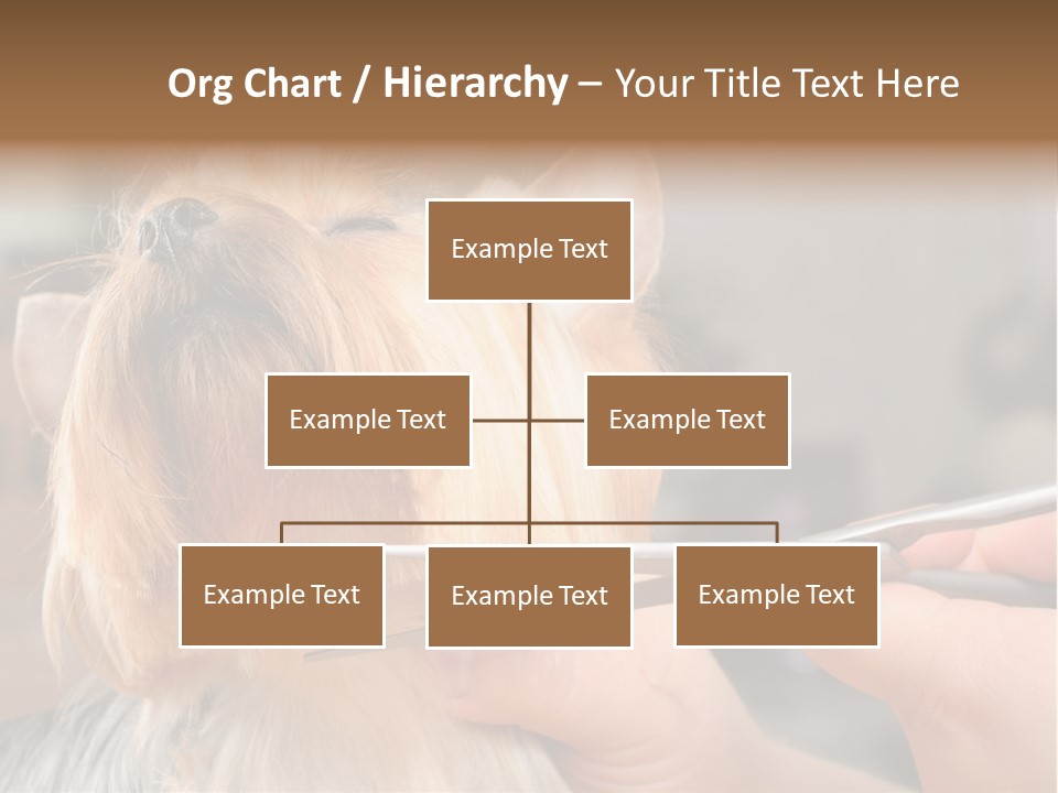 A Person Cutting A Dog's Hair With A Pair Of Scissors PowerPoint Template