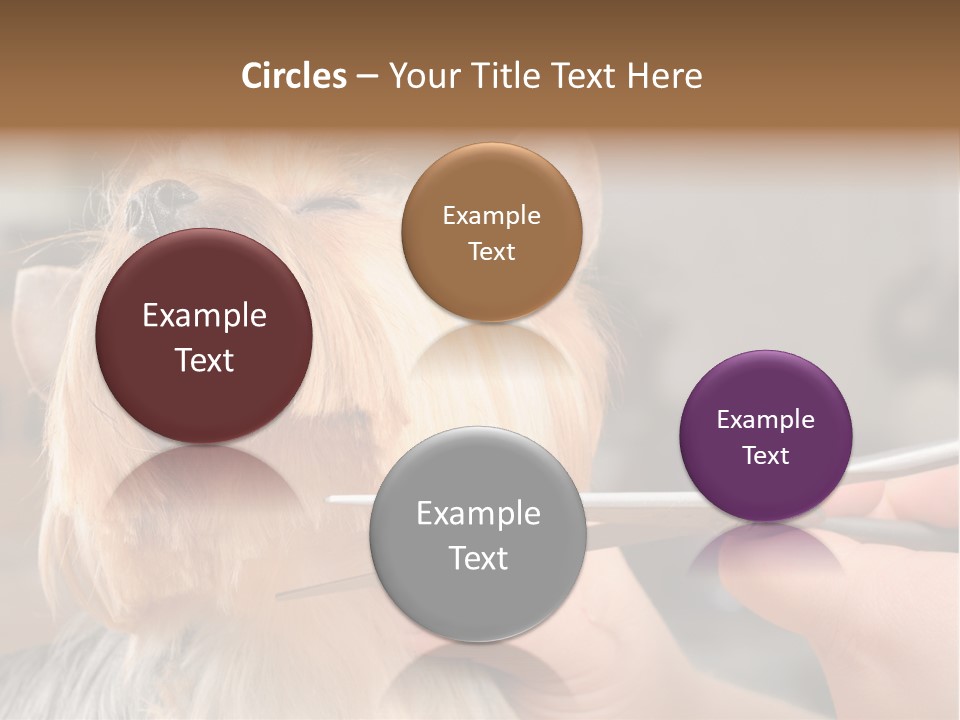 A Person Cutting A Dog's Hair With A Pair Of Scissors PowerPoint Template