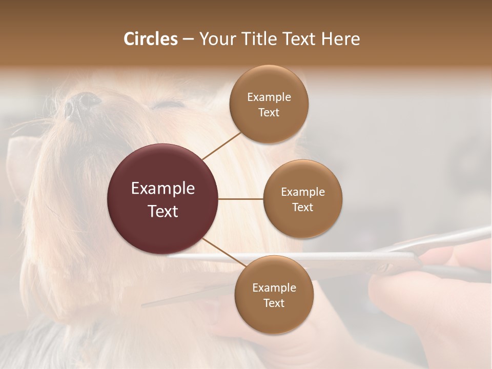 A Person Cutting A Dog's Hair With A Pair Of Scissors PowerPoint Template