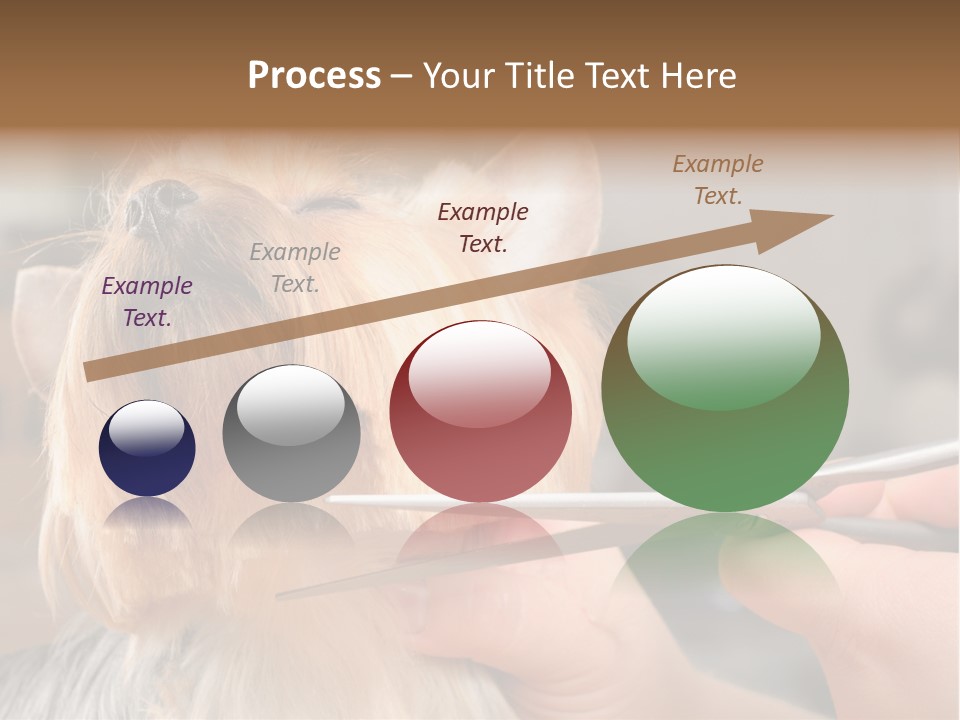 A Person Cutting A Dog's Hair With A Pair Of Scissors PowerPoint Template