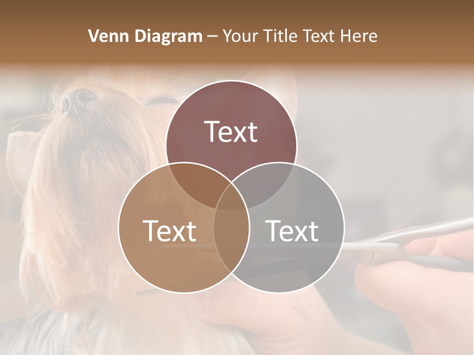 A Person Cutting A Dog's Hair With A Pair Of Scissors PowerPoint Template