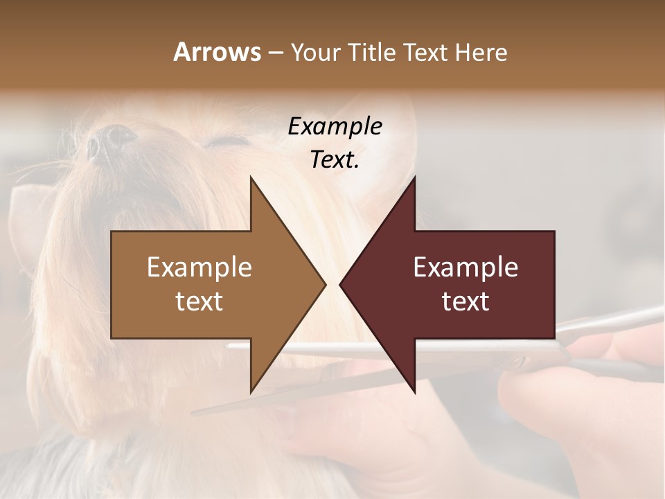 A Person Cutting A Dog's Hair With A Pair Of Scissors PowerPoint Template