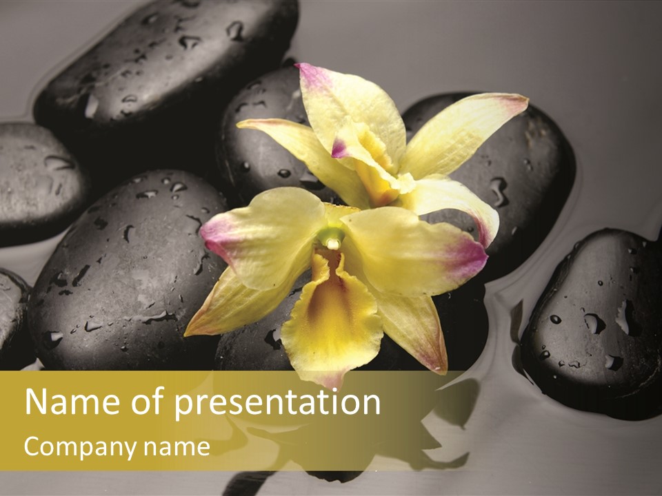 A Yellow Flower Sitting On Top Of Black Rocks PowerPoint Template