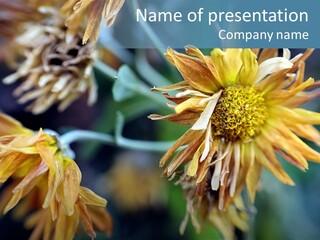 A Group Of Yellow Flowers With A Blue Background PowerPoint Template
