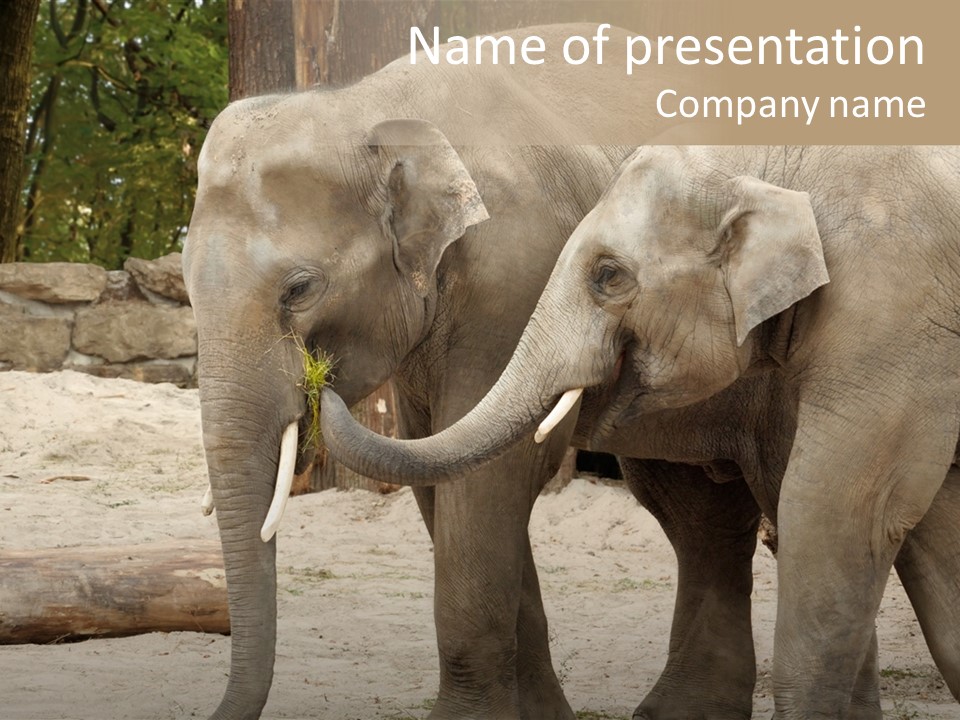 Sand Intelligent Fraternal PowerPoint Template