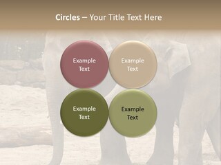 Sand Intelligent Fraternal PowerPoint Template