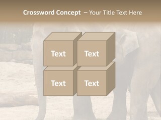 Sand Intelligent Fraternal PowerPoint Template