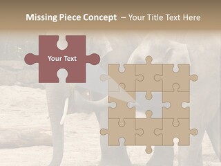 Sand Intelligent Fraternal PowerPoint Template
