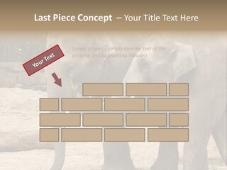 Sand Intelligent Fraternal PowerPoint Template