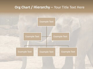 Sand Intelligent Fraternal PowerPoint Template