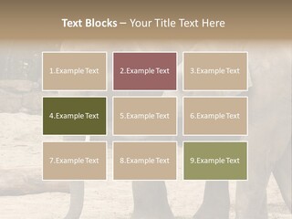 Sand Intelligent Fraternal PowerPoint Template