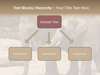 Sand Intelligent Fraternal PowerPoint Template