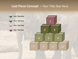 Sand Intelligent Fraternal PowerPoint Template