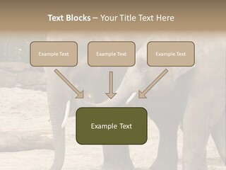 Sand Intelligent Fraternal PowerPoint Template