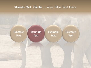 Sand Intelligent Fraternal PowerPoint Template