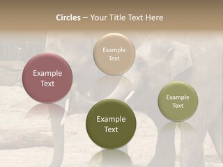 Sand Intelligent Fraternal PowerPoint Template