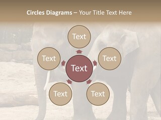 Sand Intelligent Fraternal PowerPoint Template