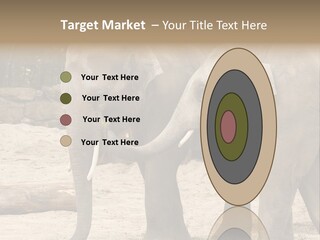 Sand Intelligent Fraternal PowerPoint Template