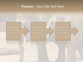 Sand Intelligent Fraternal PowerPoint Template