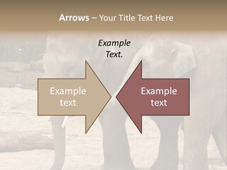 Sand Intelligent Fraternal PowerPoint Template