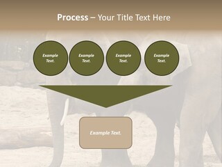 Sand Intelligent Fraternal PowerPoint Template