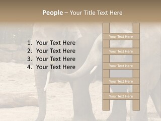 Sand Intelligent Fraternal PowerPoint Template