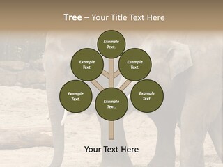 Sand Intelligent Fraternal PowerPoint Template
