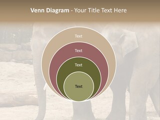 Sand Intelligent Fraternal PowerPoint Template