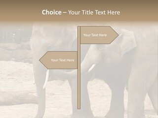 Sand Intelligent Fraternal PowerPoint Template