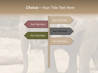 Sand Intelligent Fraternal PowerPoint Template